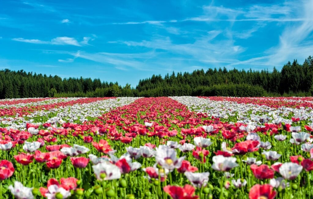 poppy-field-of-poppies-flower-flowers-80453-80453.jpg